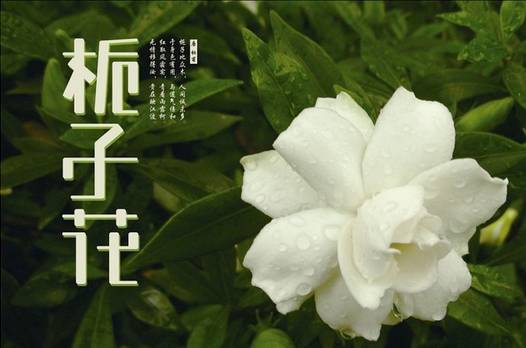 50种常见花卉浇水技巧,50种花卉种植技巧