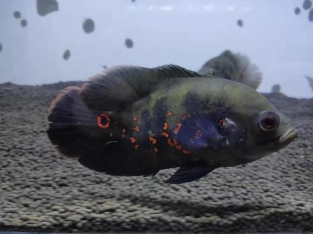 地图鱼总是打架身体伤了怎么办,地图鱼有外伤不好咋办