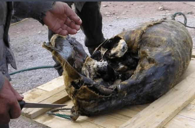 爱斯基摩人的生活现状,爱斯基摩人靠什么维持生活