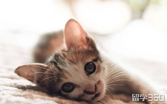 去加拿大要准备什么物品,加拿大自驾游准备东西