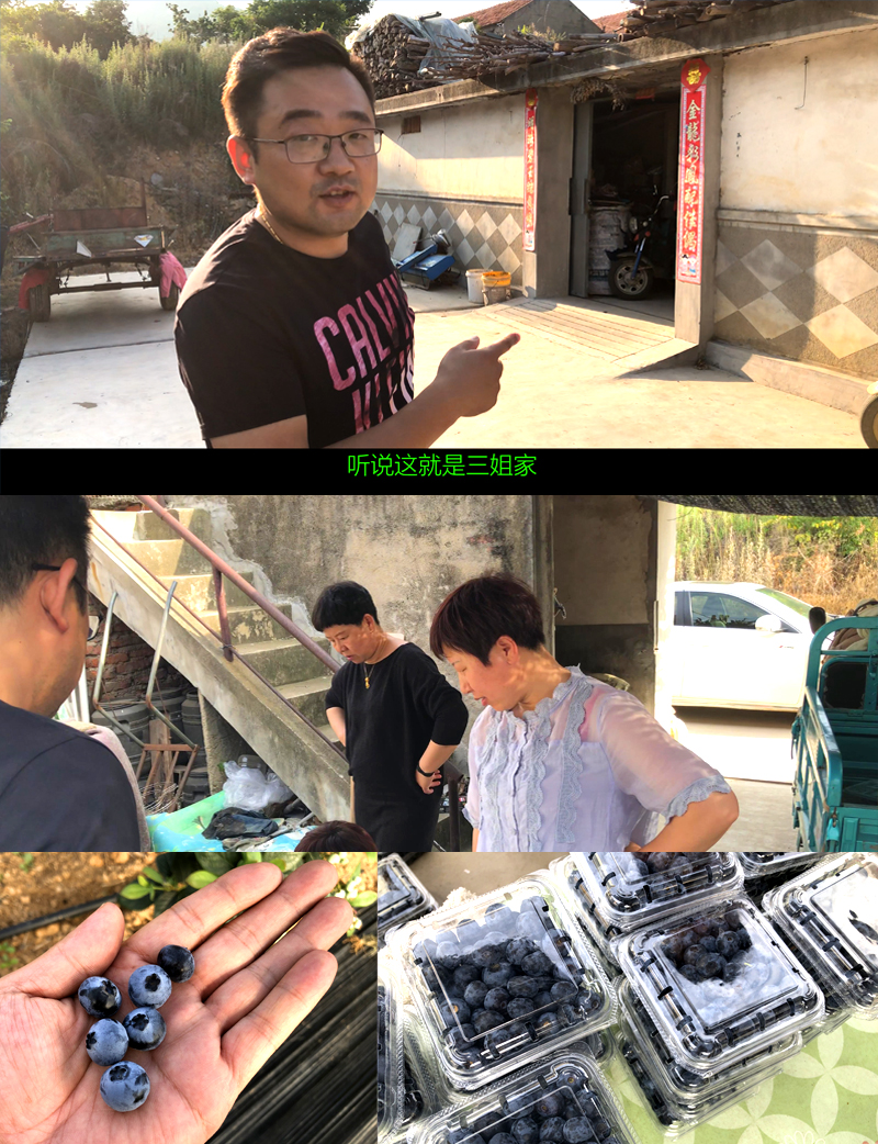 蓝莓的营养价值及野生功效与作用,蓝莓营养科普知识