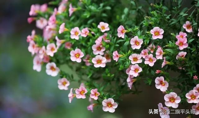 中国最美尼姑庵图片,全中国最美的尼姑庵