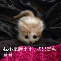养猫后满屋子毛怎么办,家里养猫掉毛怎么处理