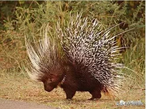 鬣狗进食豪猪,鬣狗对战豪猪视频