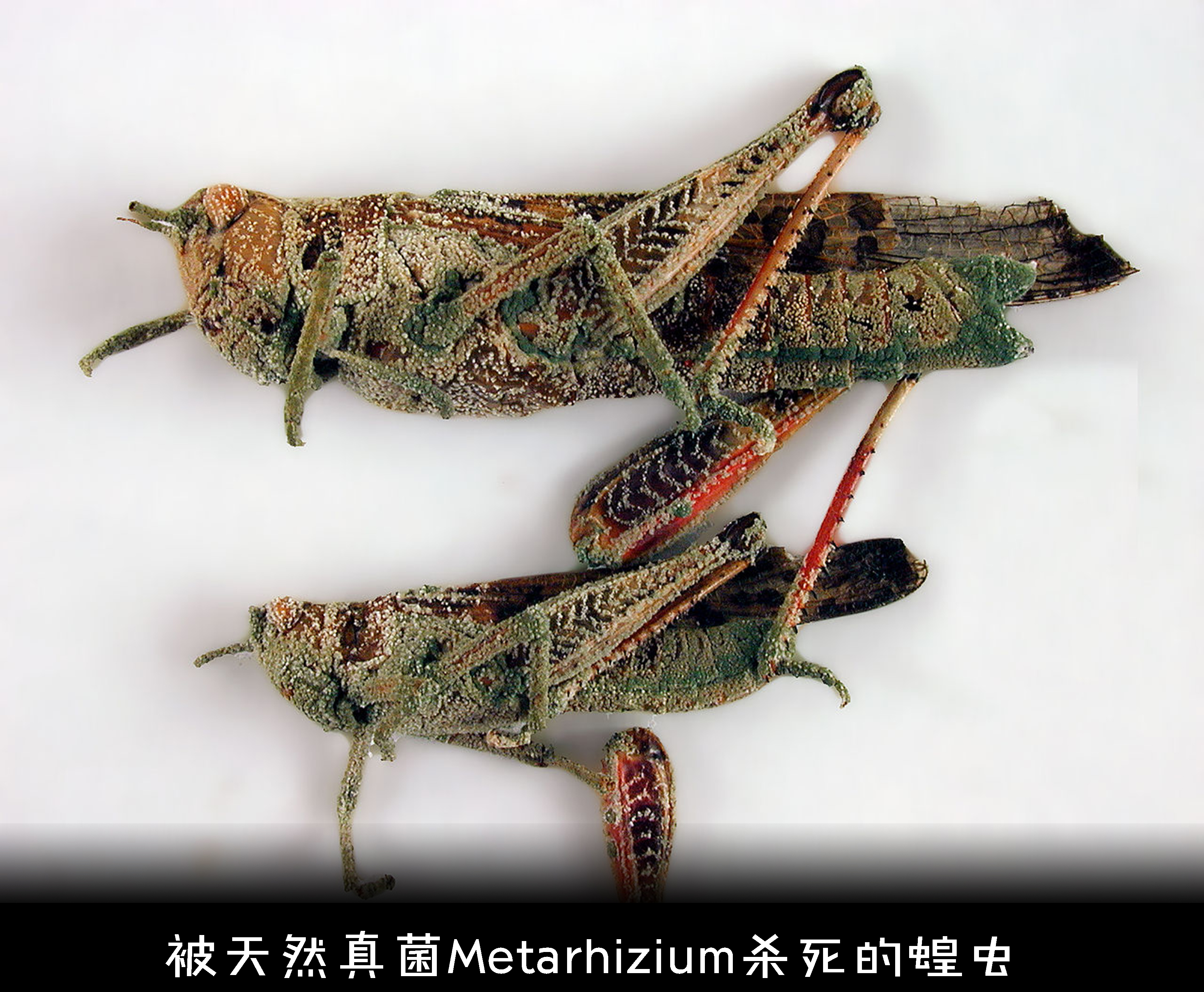 蝗虫有什么特别之处,蝗虫什么情况下有毒