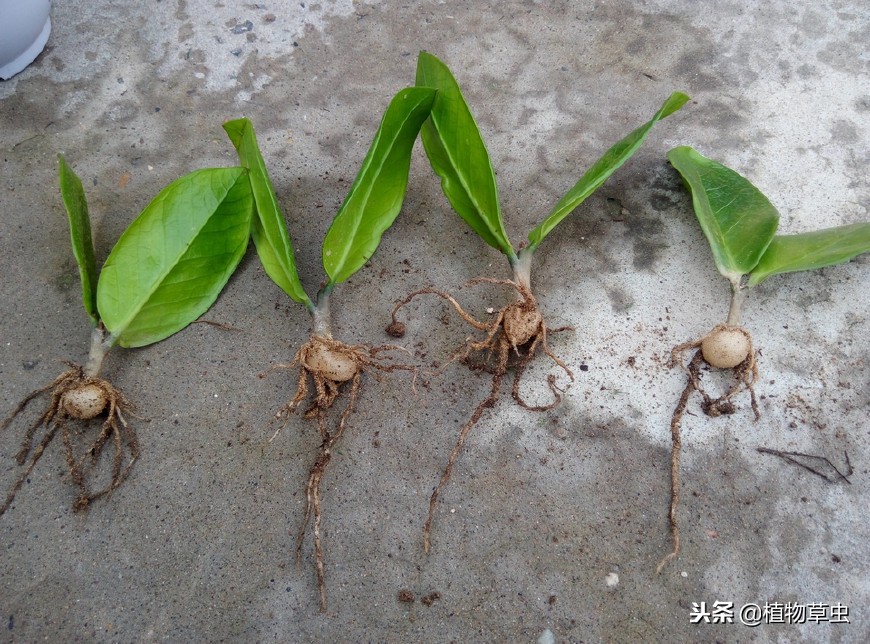 金钱树怎样插枝成活率高呢,金钱树怎么扦插成活率高一点