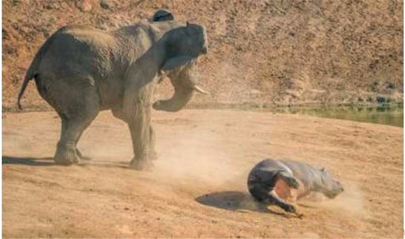 顶翻狮子、口撕鳄鱼的河马，到底有多恐怖？非洲只有一物能制服它