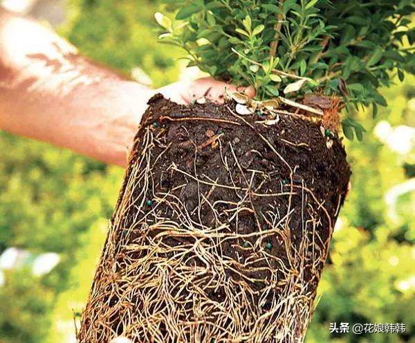 酸性土壤板结还是碱性土壤板结坏,土壤板结是怎么样的