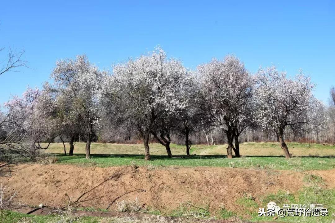 新疆巴旦木历史,巴旦木的前世今生