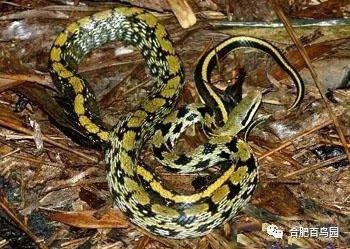 各种动物蛇类科普视频,蛇类科普介绍