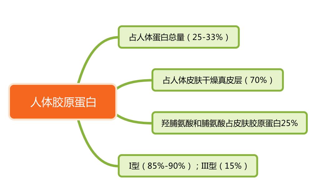 胶原蛋白是智商税还是美容圣品,胶原蛋白是智商税