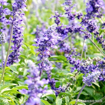 怎样种植薰衣草种子,薰衣草种植间隔距离