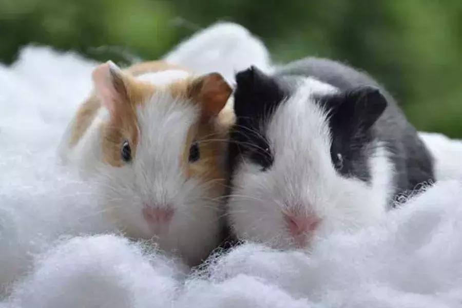 你了解豚鼠吗,豚鼠最大的缺点是什么