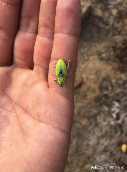 毒死蜱可以喷芒果吗,高效氯氰菊酯在芒果使用杀什么虫