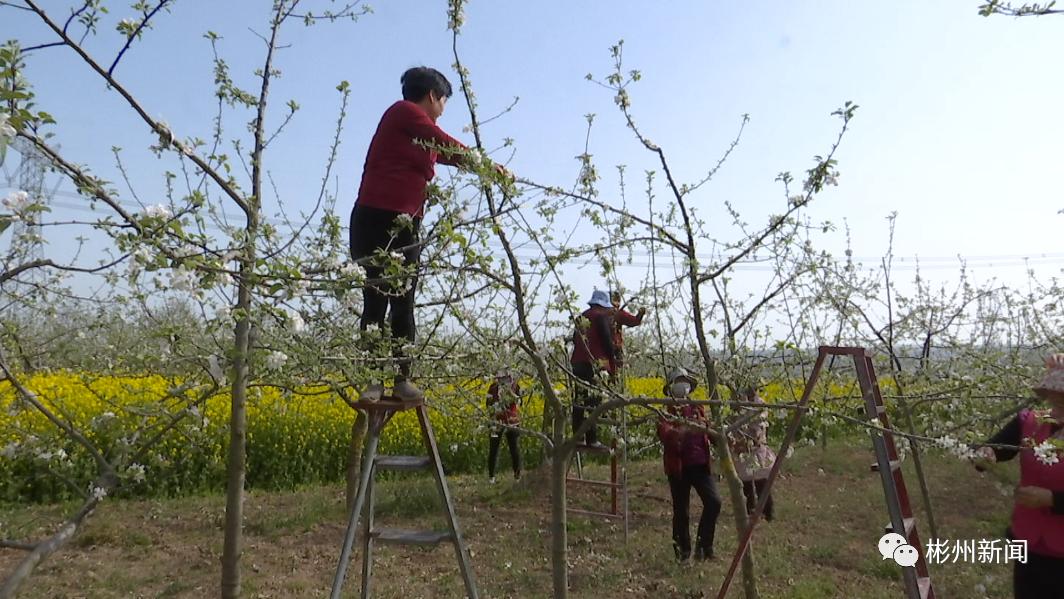 咸阳彬州苹果“线上淘金”，让村民的钱袋子鼓起来