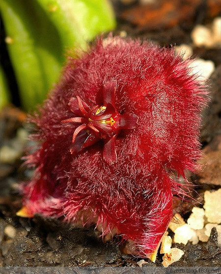 最好记的花名大全,很难得一见的花