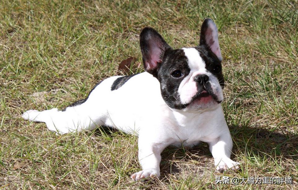 这几种狗狗千万别养,这6种狗狗值得养