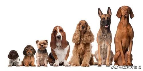 不同的犬科动物之间有生殖隔离吗,犬科动物都没有生殖隔离