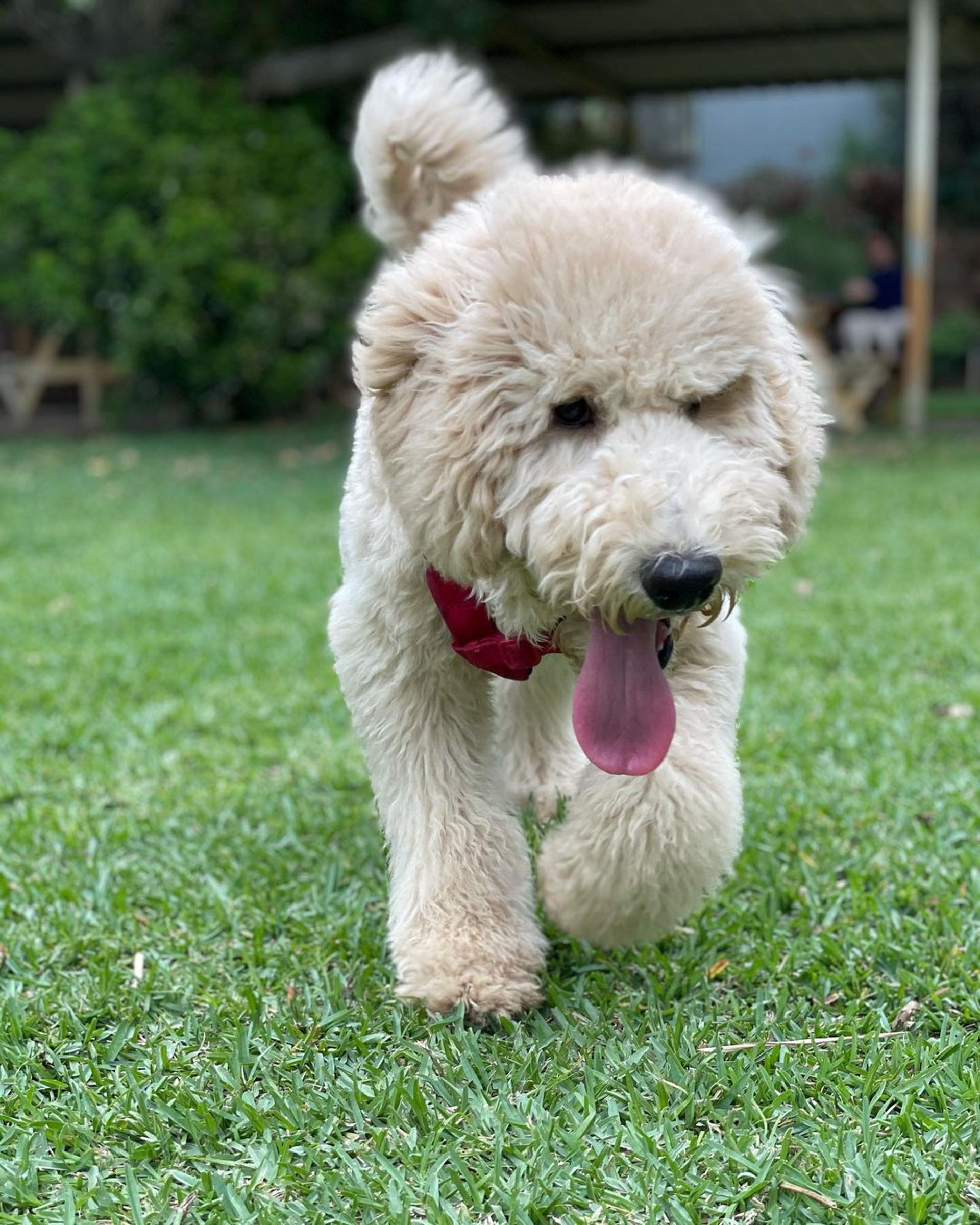 巨型贵宾犬发狂,巨型贵宾犬在家乱叫