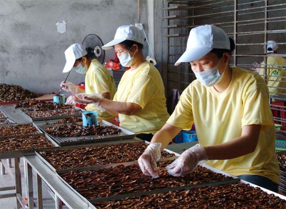 中国六千万人上瘾的槟榔,槟榔被曝光