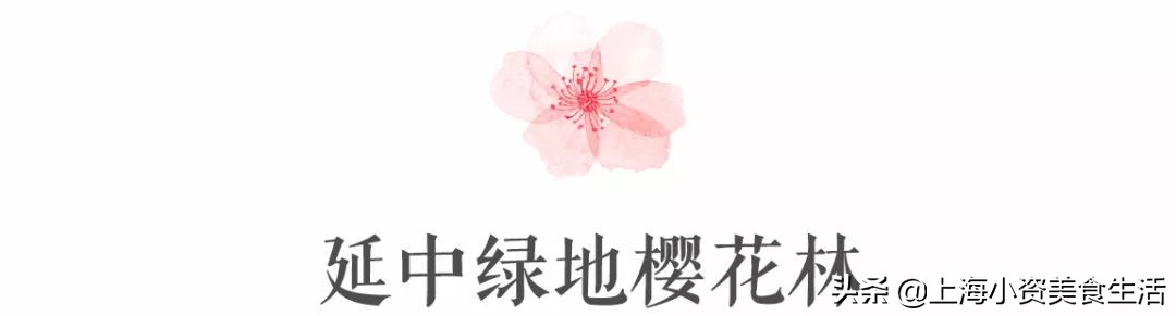 顾村公园一年一度赏樱,顾村公园赏樱点