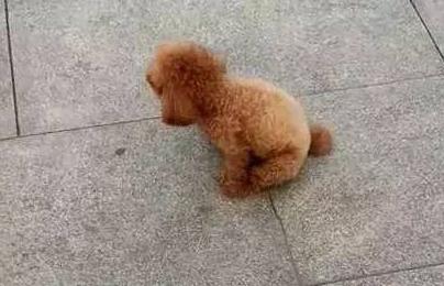 泰迪犬喜欢舔人的手是怎么回事,泰迪犬喜欢轻轻咬主人