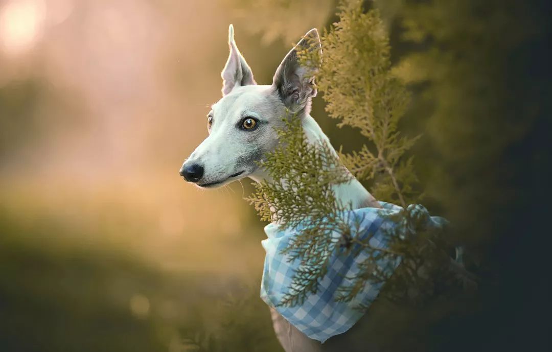 灵缇犬温斯顿,风之子灵缇犬