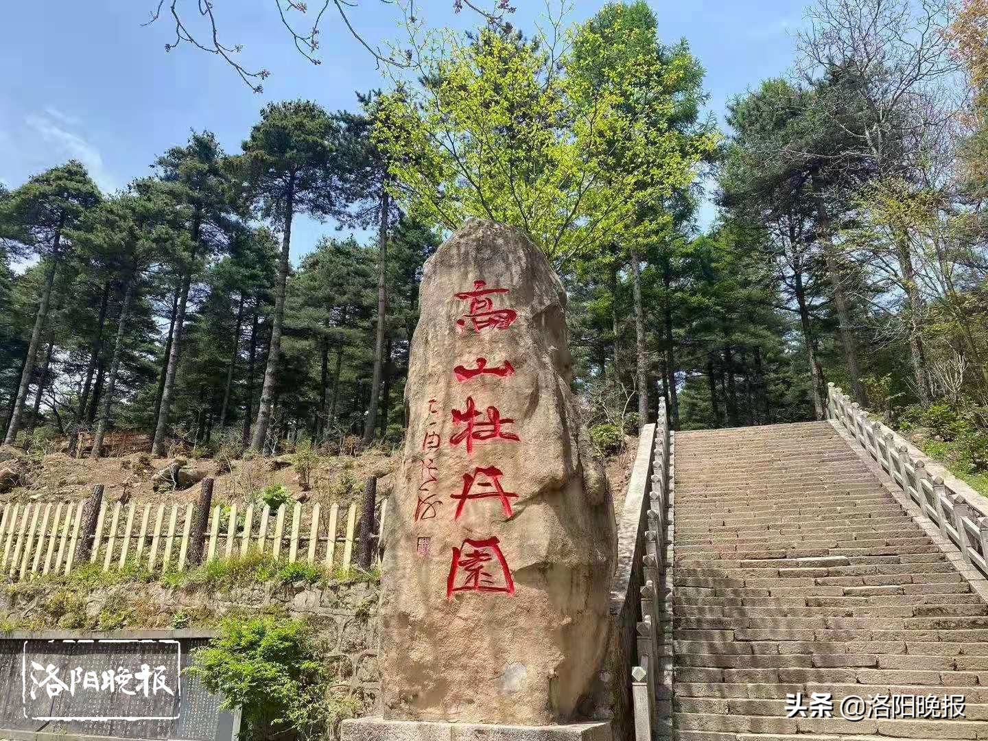 赏牡丹花有哪些景区,5月下旬牡丹最佳观赏地点