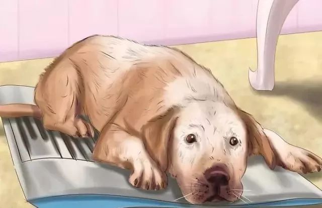 狗狗中暑后好几个小时站不起来,狗狗中暑症状和解救方法及其价格