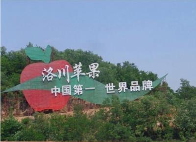 陕西洛川苹果苗,陕西洛川苹果直销直播间