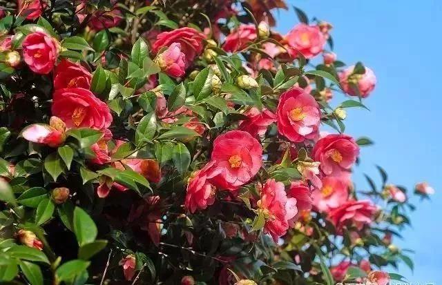 春天养花用见干见湿还是干透浇透,养花的土什么情况叫见干见湿