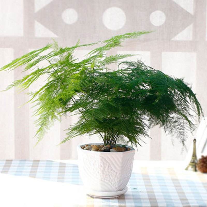 文竹具有一种优雅娴静的气质,文竹清新又文雅