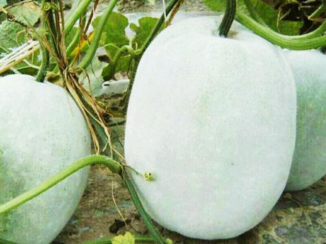 减肥晚餐粥简单做法,减肥晚餐菜汤的做法