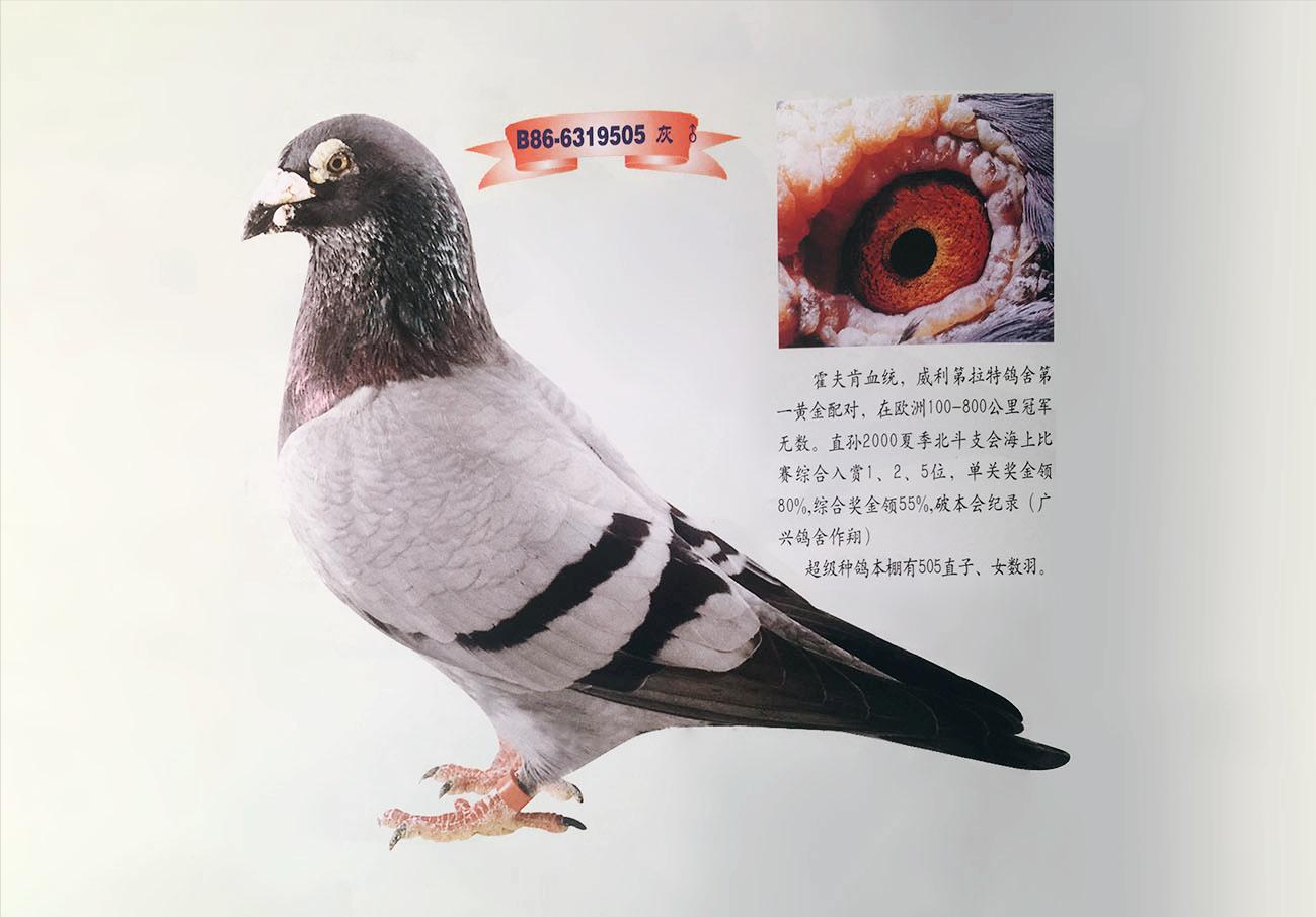 怎么防止幼鸽死亡,如何预防赛鸽的疾病发生