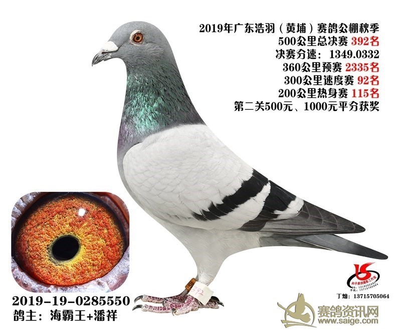 海霸王詹森纪录,冠霖公棚2017年获奖鸽欣赏