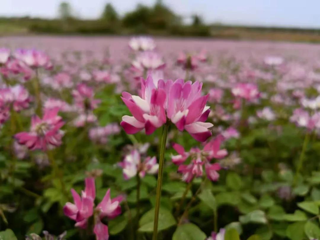 关于春日谷雨诗句,在谷雨诗词中留住最后一抹春色