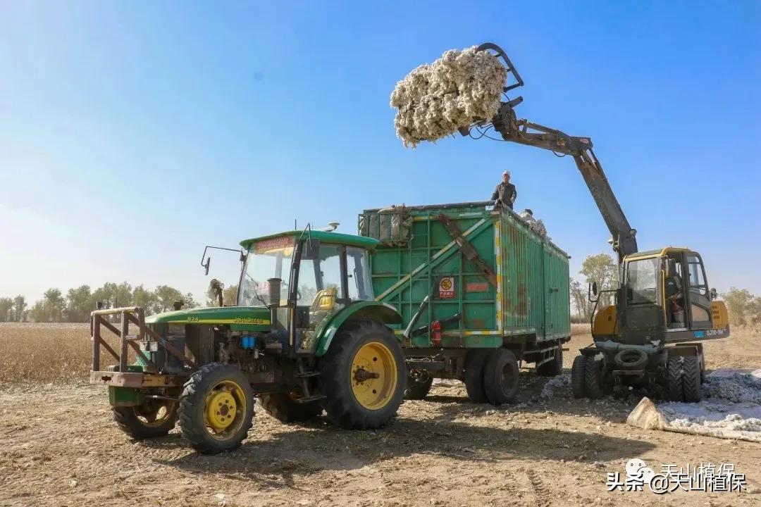 当前棉价走势分析,棉价全疆狂跌还有6元棉价吗