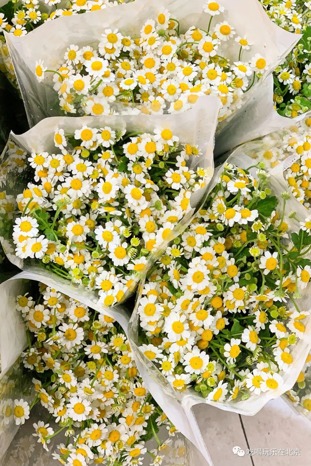 北京崇文区西花市大街,北京通州花市在哪里