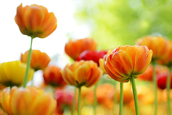 创业项目推荐2024排行榜,一千元小本创业农村