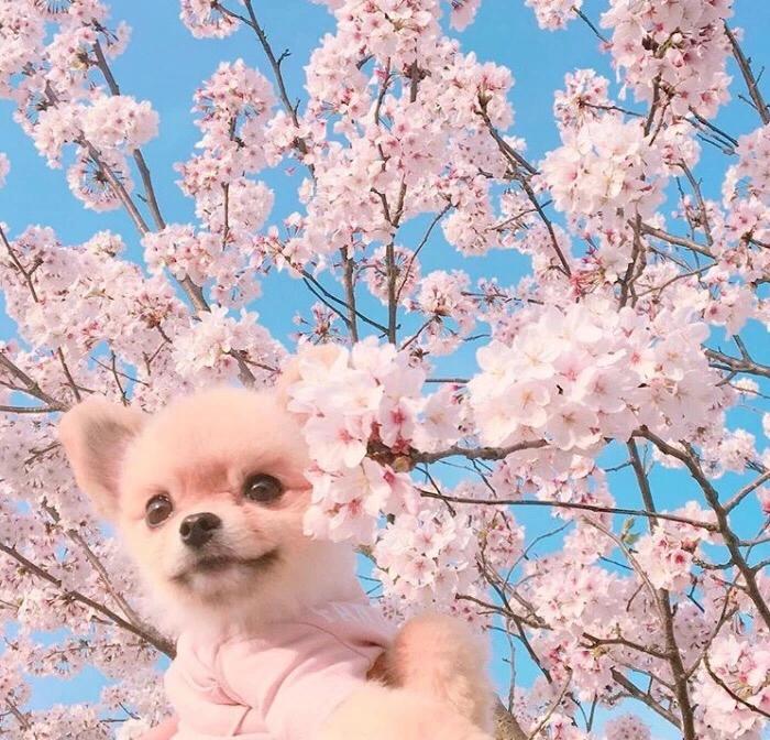 宠物小百科推荐,宠物博美百科知识视频