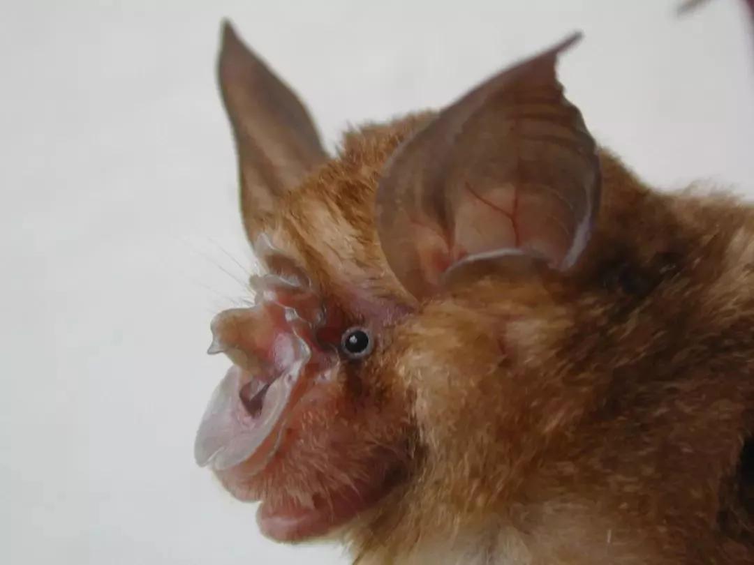 蝙蝠那么多病毒为什么不灭绝它,蝙蝠为什么是奇葩动物呢