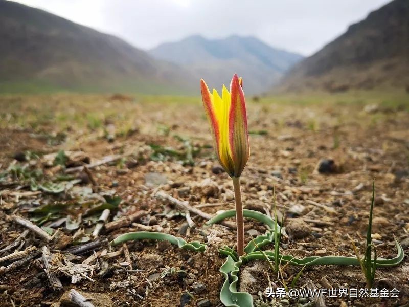 怎么品味红茶,怎样品味一壶好茶