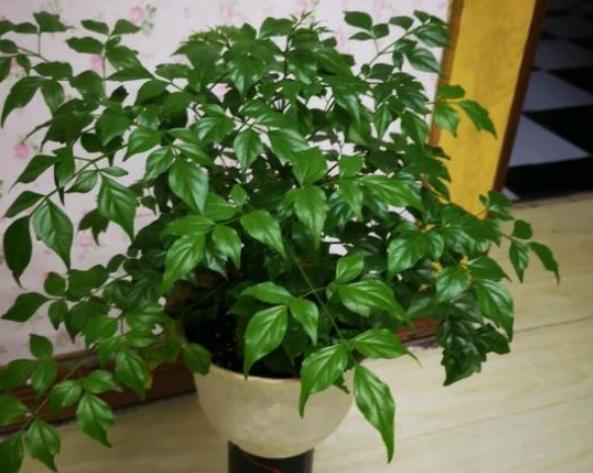 家里的幸福树叶子蔫了怎么回事,家里的幸福树生黑飞虫怎么处理