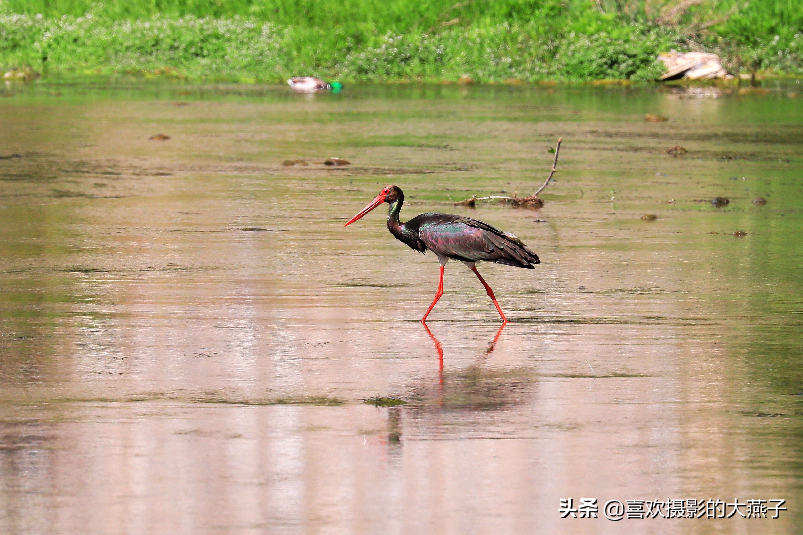慕名前往十渡黑鹳之乡小有收获