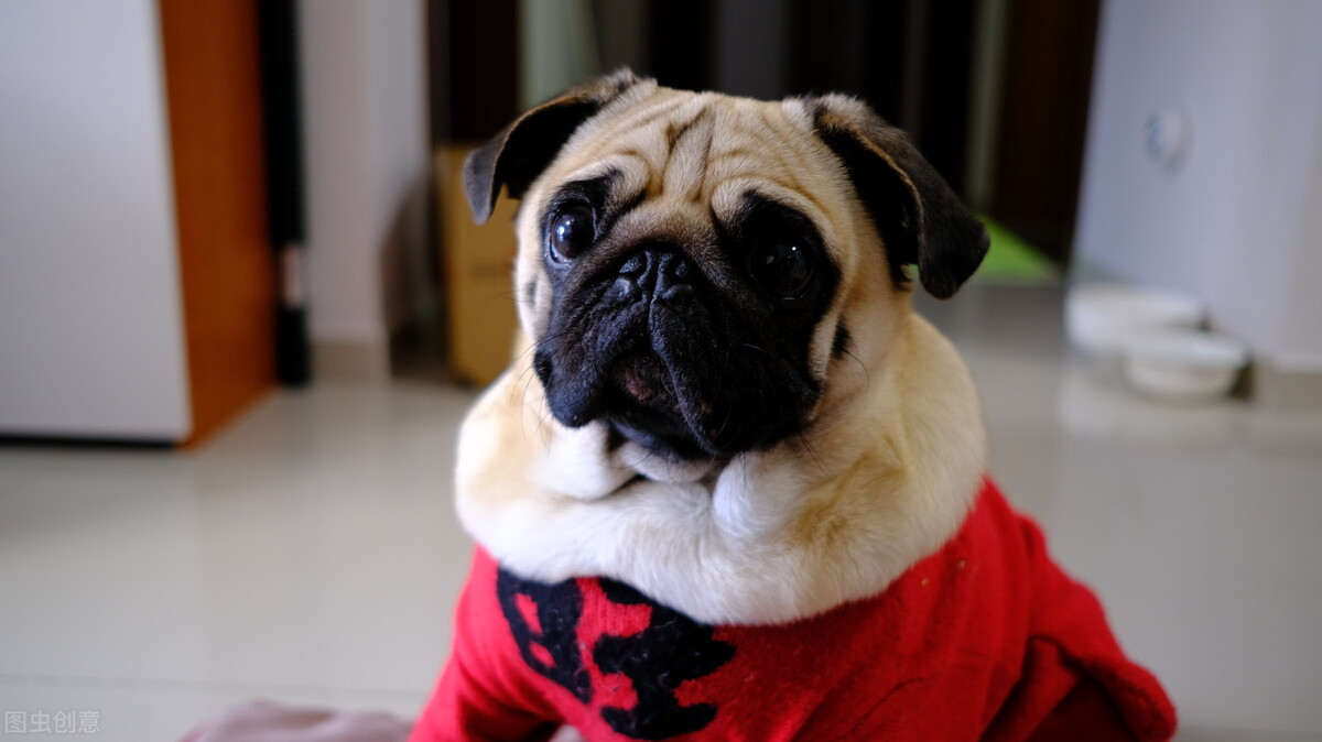 巴哥犬的饲养方法和注意事项,小型巴哥犬和中型巴哥犬的区别