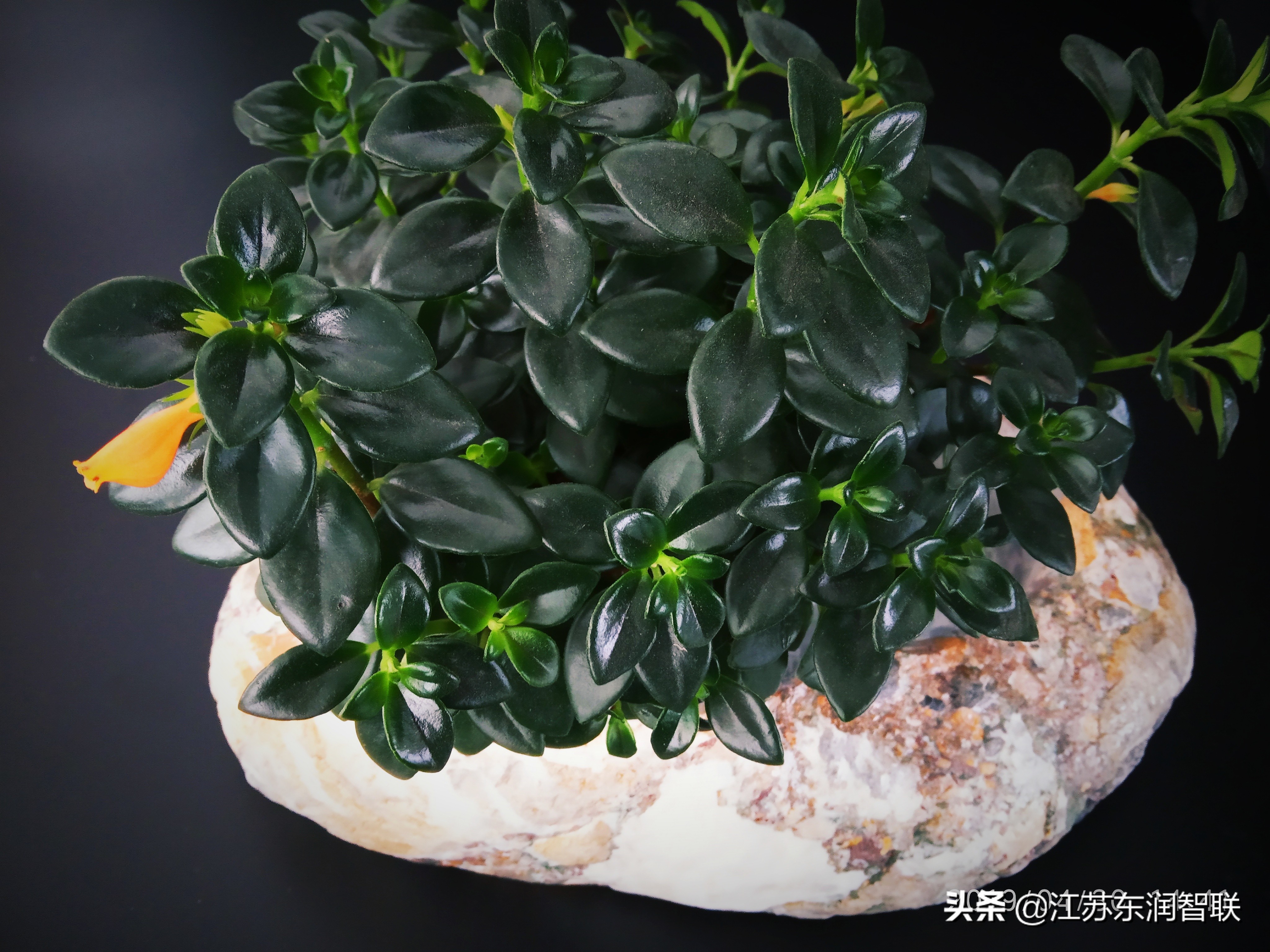 金鱼吊兰刚出现的小花苞是绿色的,金鱼吊兰开花后像小金鱼一样漂亮