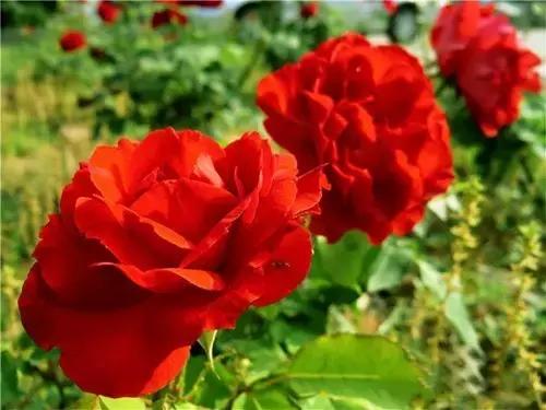 最漂亮10种微型月季,新手必入这8种月季漂亮好养