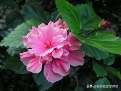 扶桑花的养护方法,收到的扶桑花蔫了如何养护