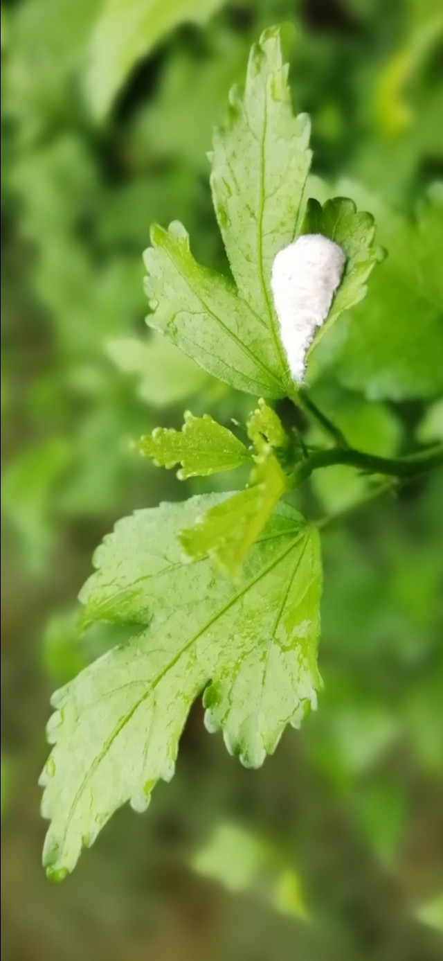 阿啦有时间到十里营买菜