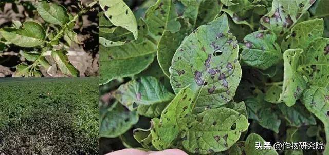 马铃薯黑胫病病害及防治方法,马铃薯常见病害有哪些